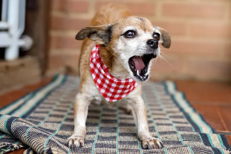 Excessive Barking