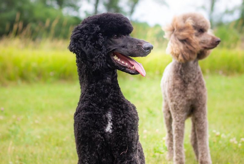 Standard Poodle