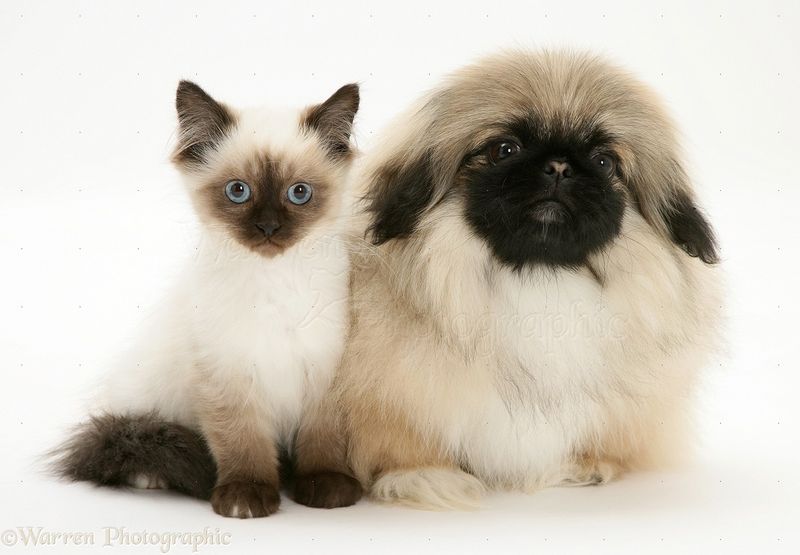 Pekingese