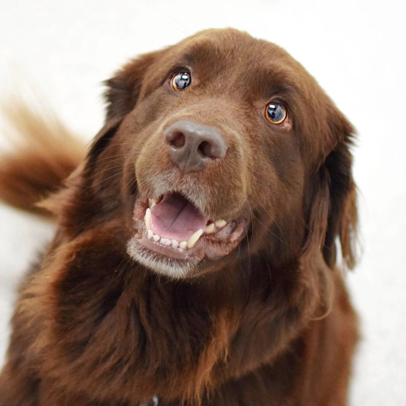 Newfoundland