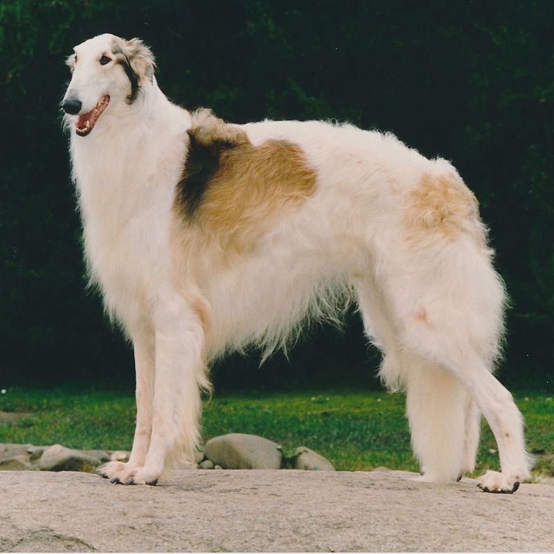 Borzoi