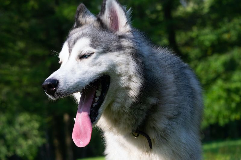 Why Huskies Can’t Handle Florida’s Climate