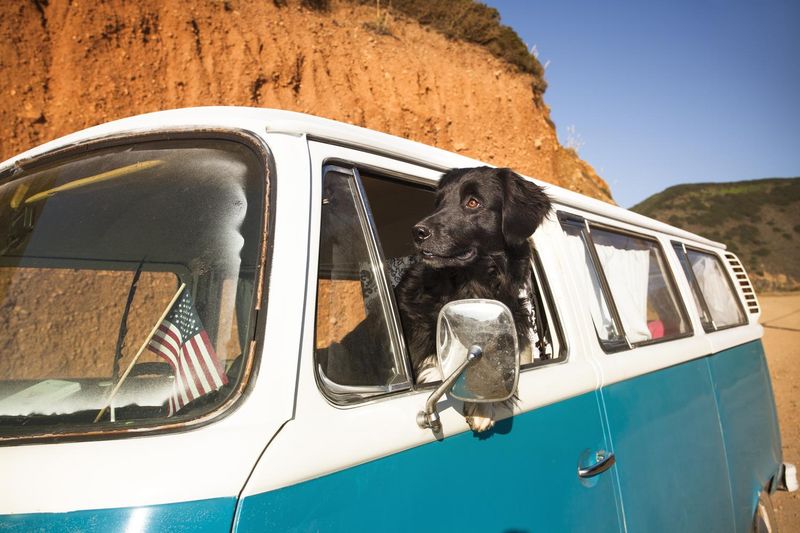 Dog-Friendly Travel Apps