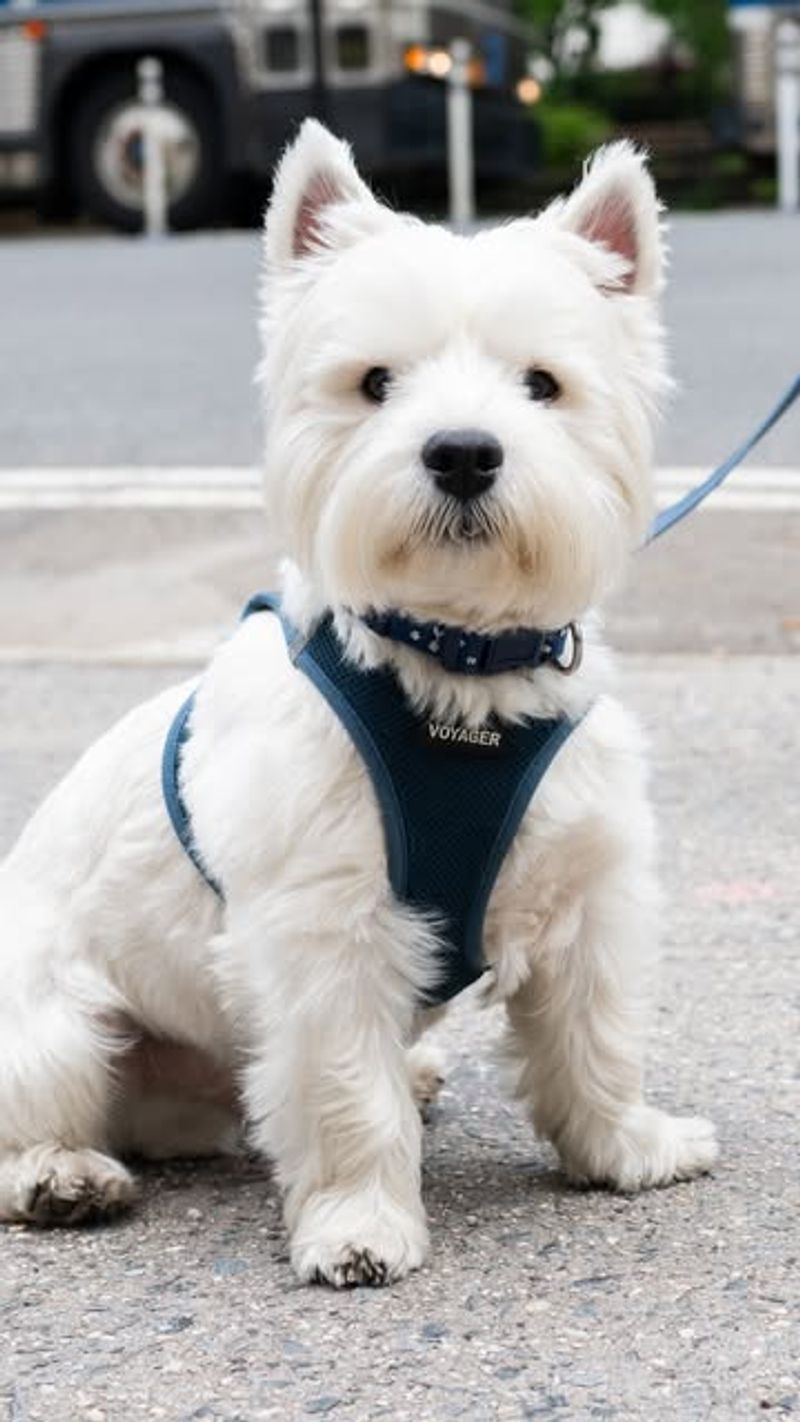 West Highland White Terrier