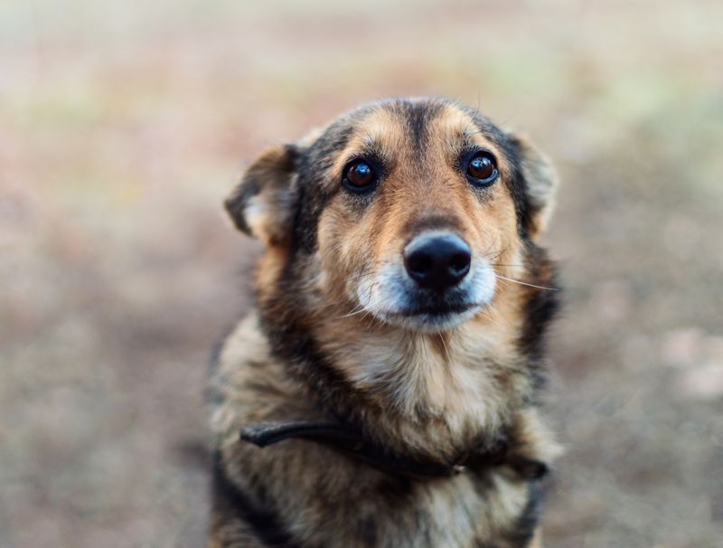 Whining or Whimpering