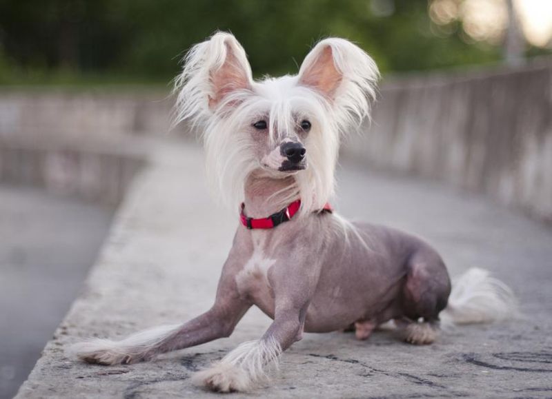 Chinese Crested