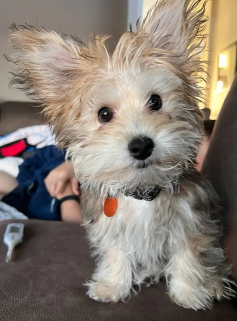 Yorkie hypoallergenic city dog small size