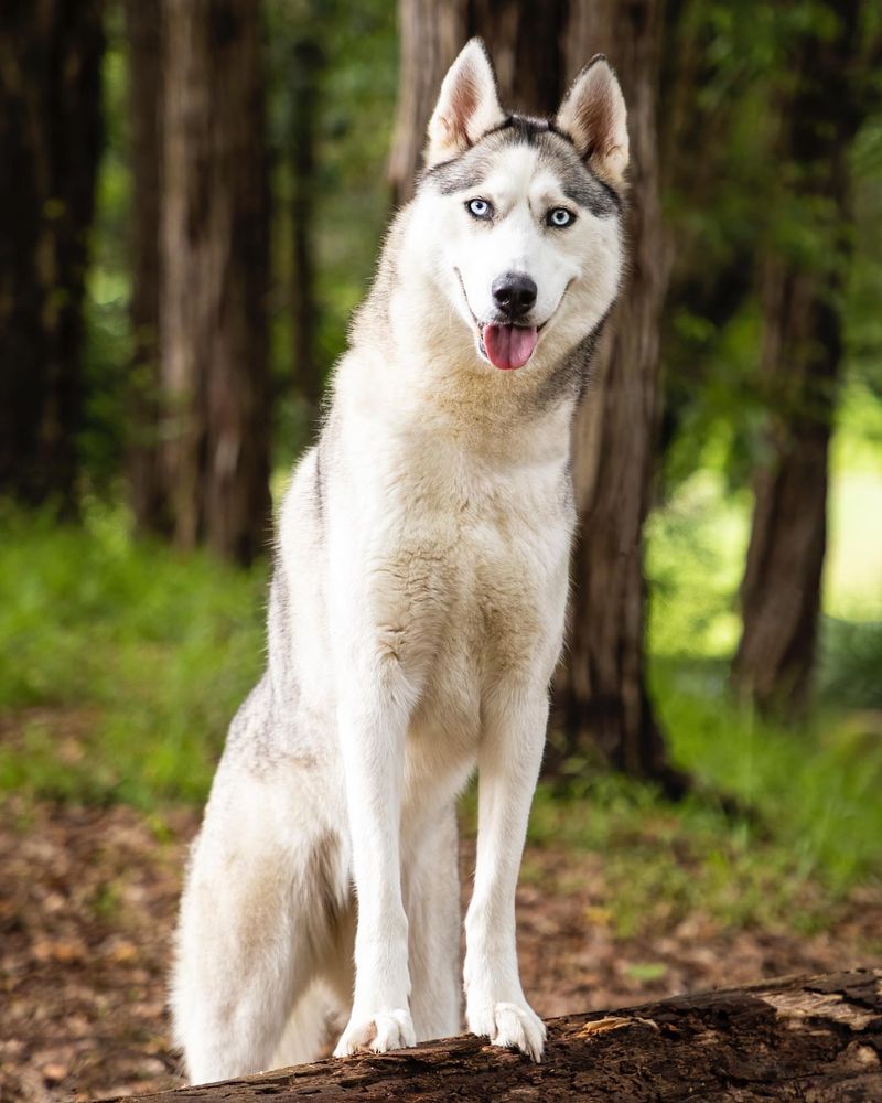 Siberian Husky