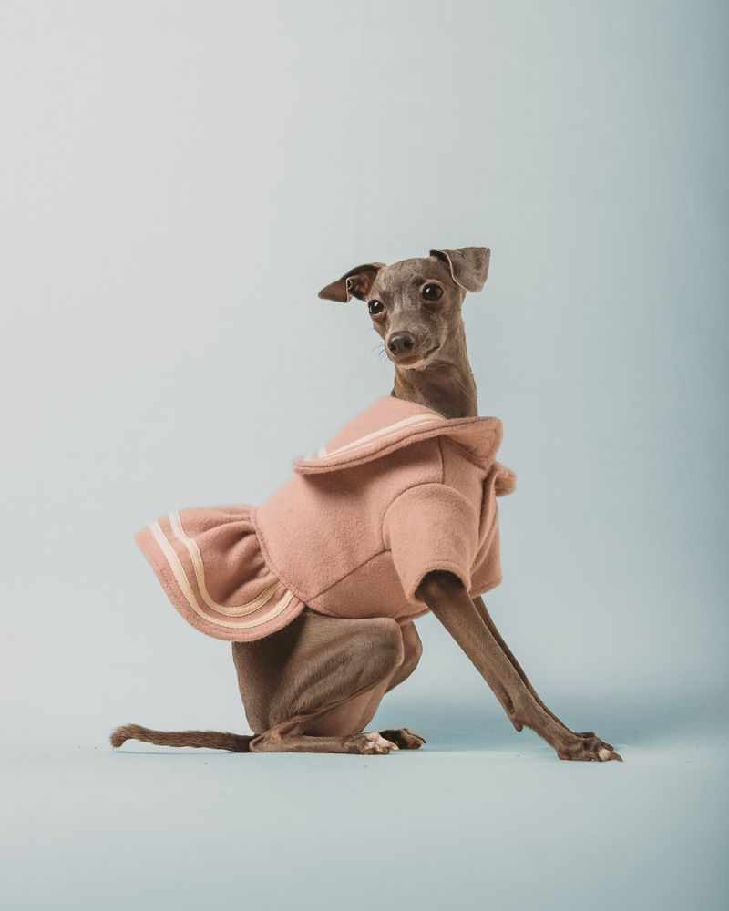 Italian Greyhound