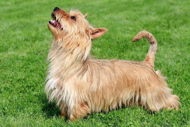 Australian Terrier