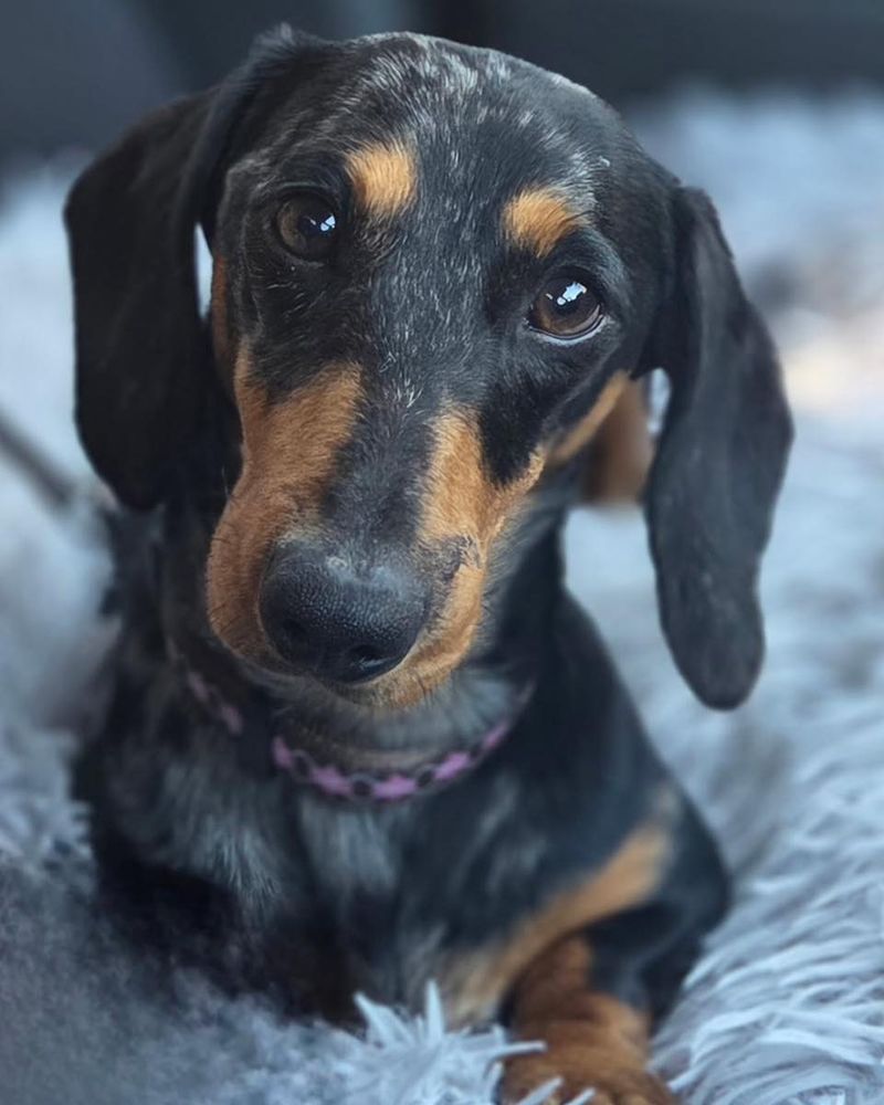 Dachshund