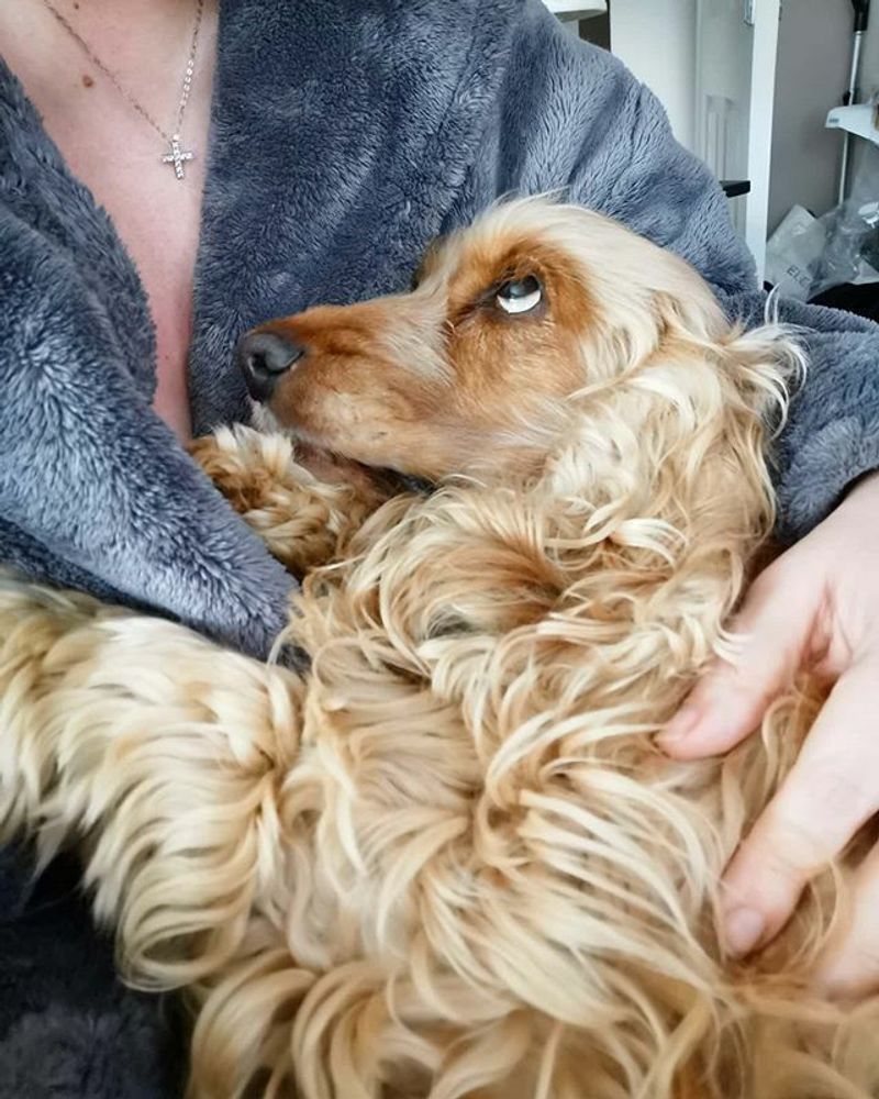 Cocker Spaniel
