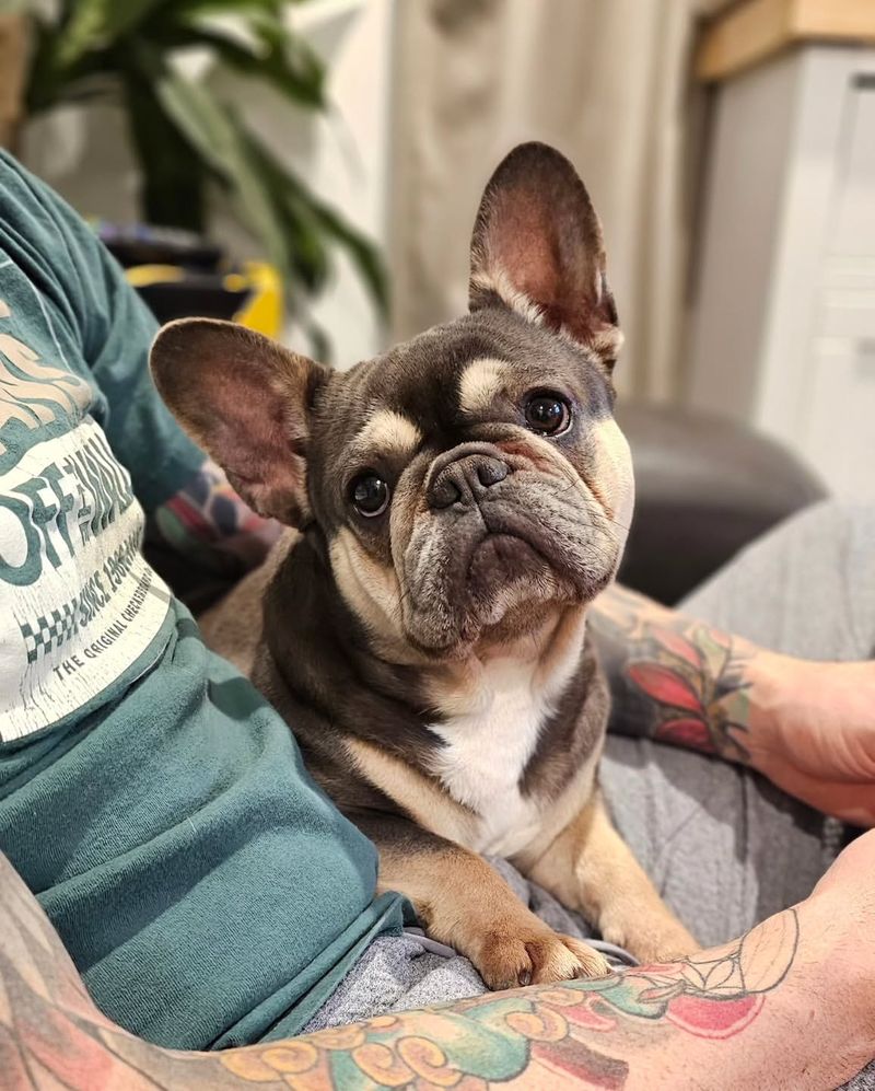 French Bulldog