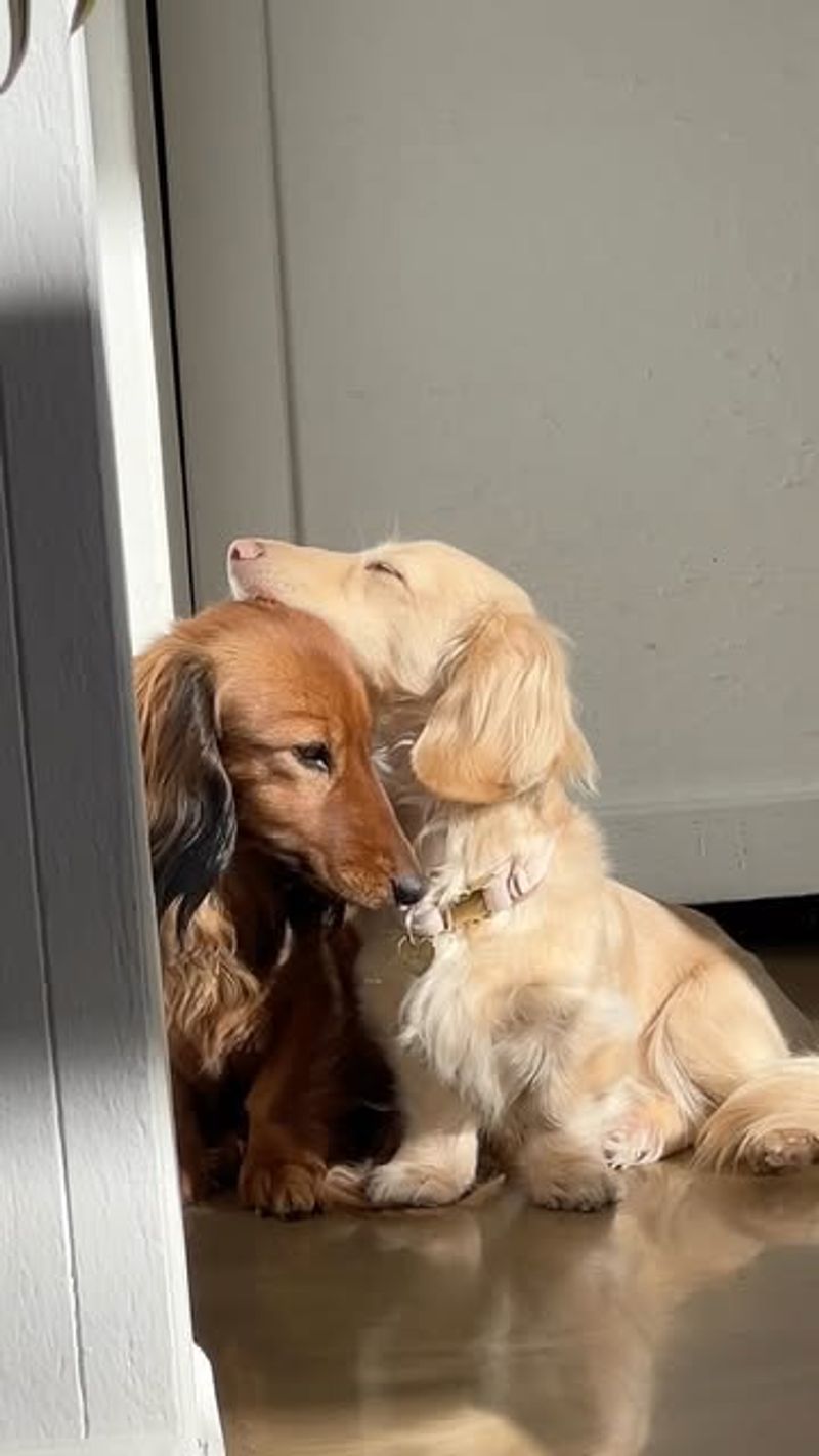 Dachshund