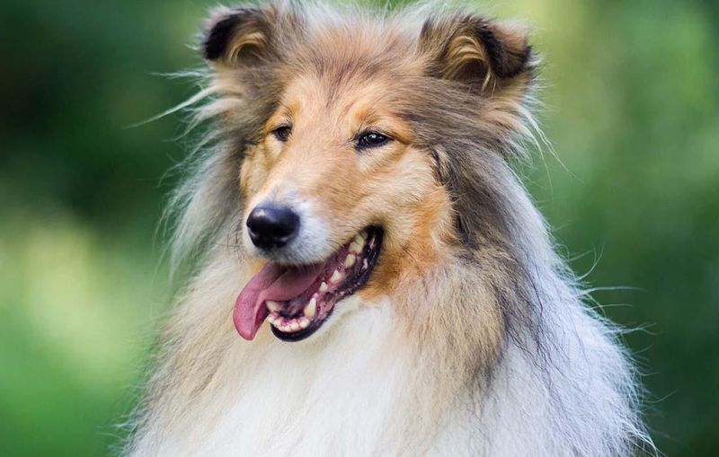 Collie