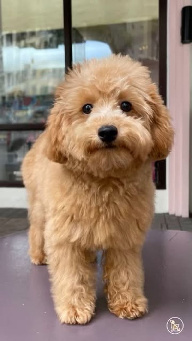 Toy Poodle