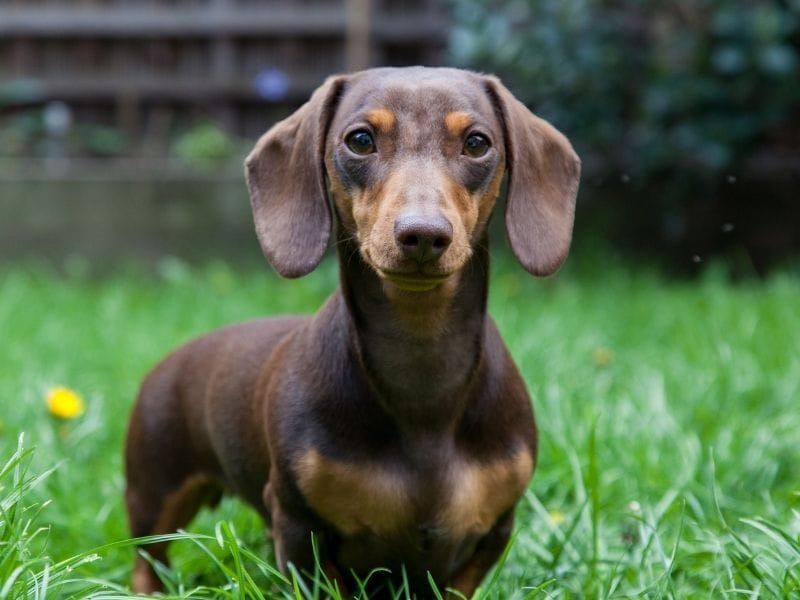 Dachshund