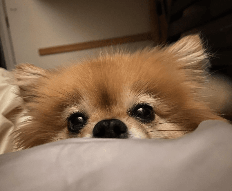 Pomeranian
