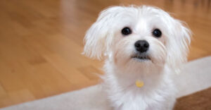 Maltese dog hypoallergenic breed NYC