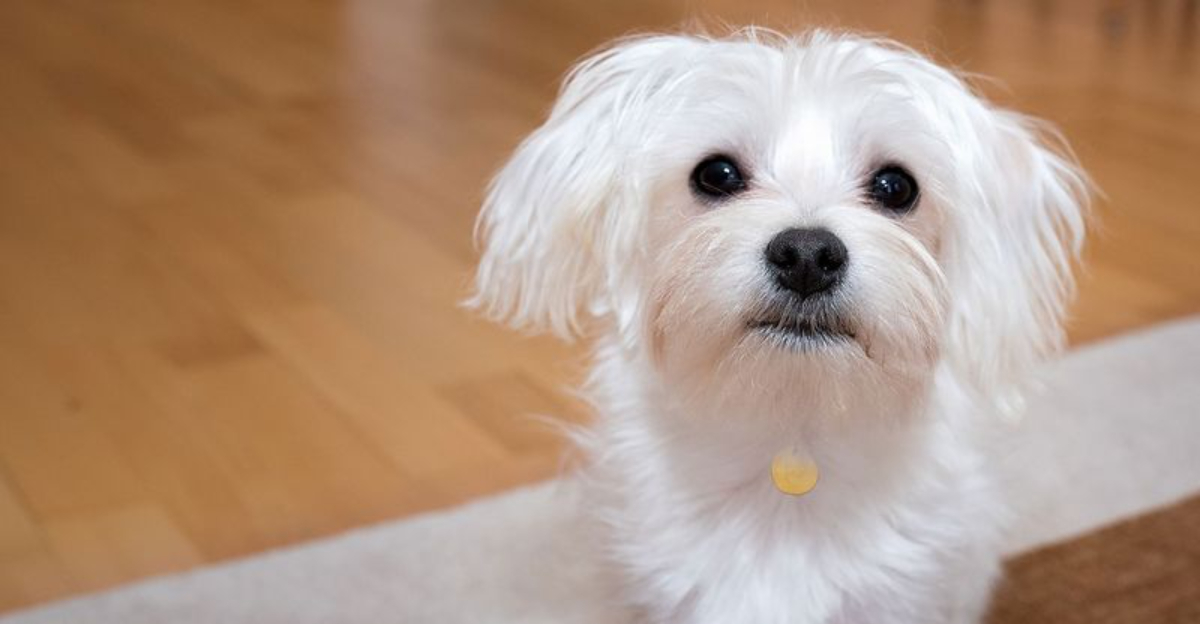 Maltese dog hypoallergenic breed NYC