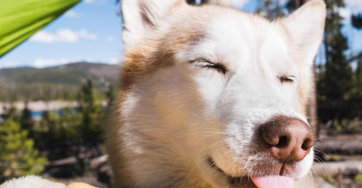 Siberian Husky suffering in Florida heat